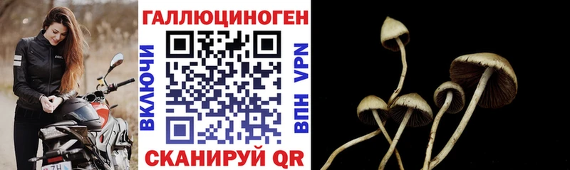 blacksprut ТОР  сайты даркнета состав  Псилоцибиновые грибы Psilocybine cubensis  Чита 